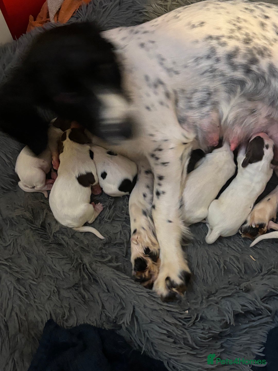 English Springer Spaniel dogs for sale: English Springer Spaniel Puppies  - Advert 24