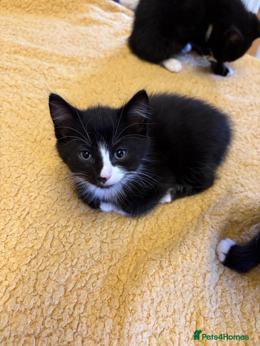 Mixed Breed cats for sale: Beautiful Kittens Looking for Homes - Advert 5