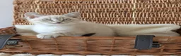British Shorthair cats for sale: 🐾 Beautiful British Shorthair / Longhair Kittens  - Advert 6