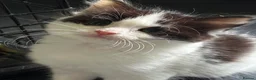 Domestic Shorthair cats for adoption: Adorable Kittens - Adopt  Cats in Crisis EastLdn - Advert 4