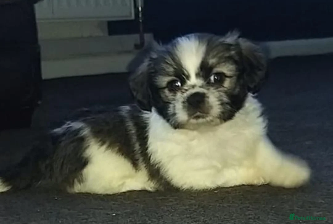 Shih Tzu dogs for stud: Shih tzu stud in Tipton - Advert 3