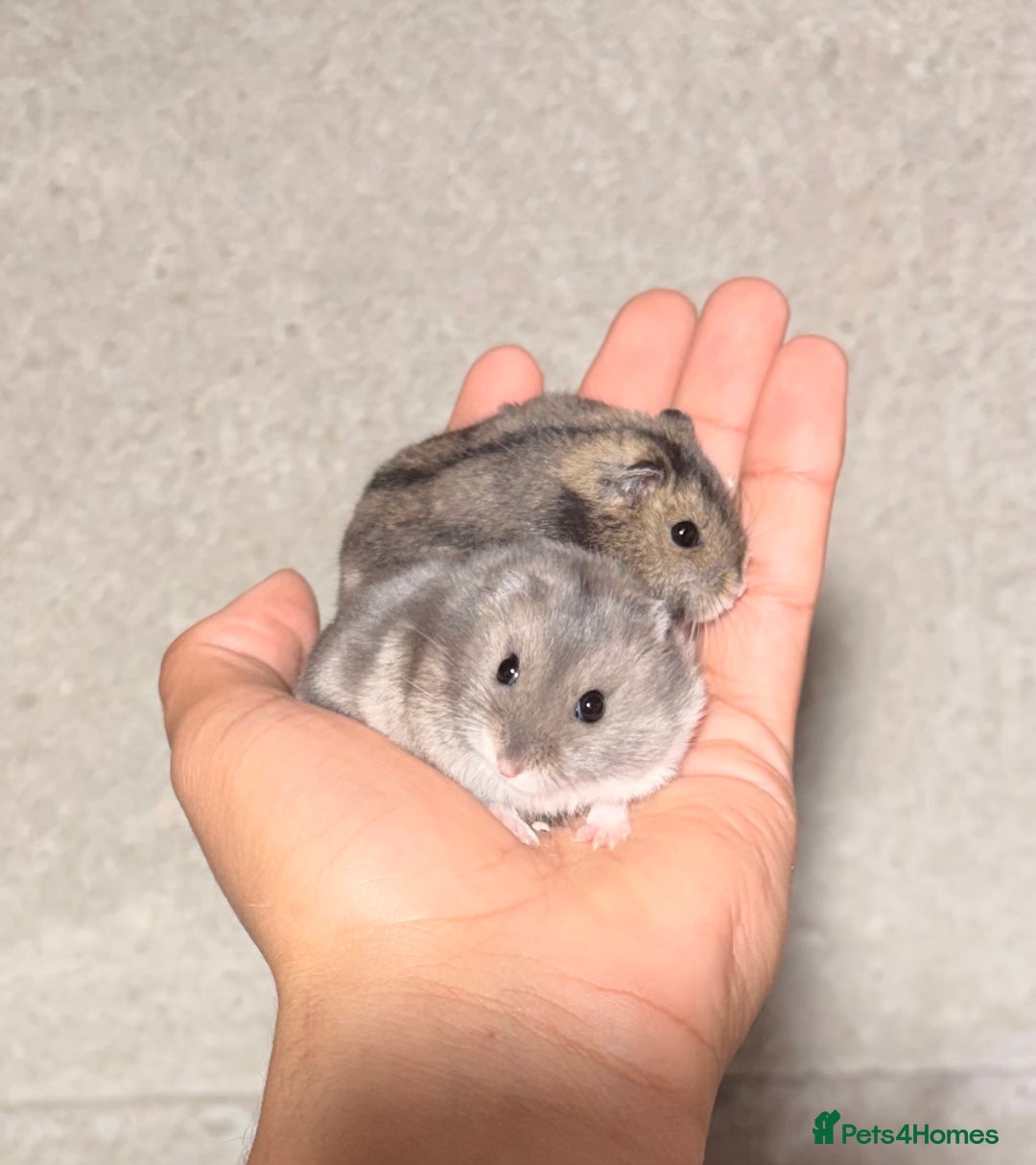 Hamster rodents for sale: TAME PEDIGREE WINTER WHITE DWARF HAMSTERS - Advert 4