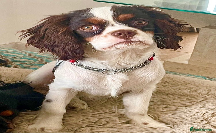 Cavalier King Charles Spaniel dogs - Advert 1