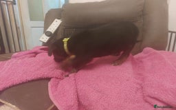 Mixed Breed dogs for sale: Gorgeous puppies  - Advert 14