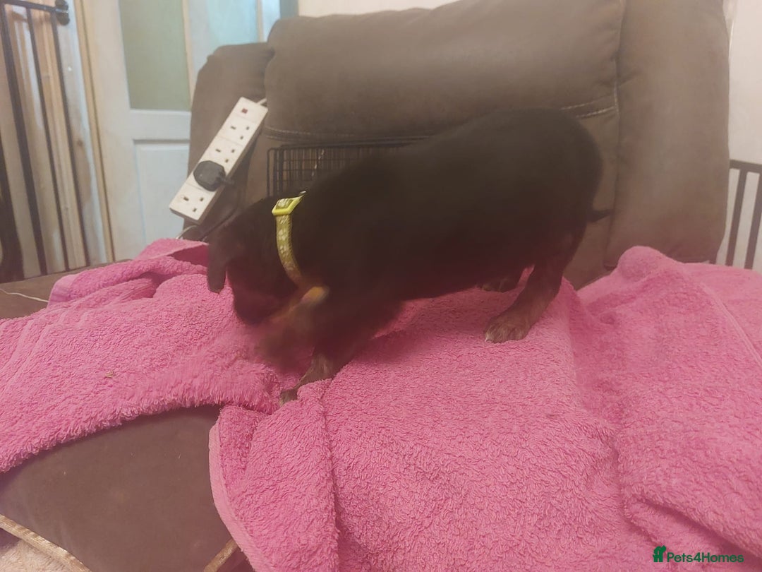 Mixed Breed dogs for sale: Gorgeous puppies  - Advert 14