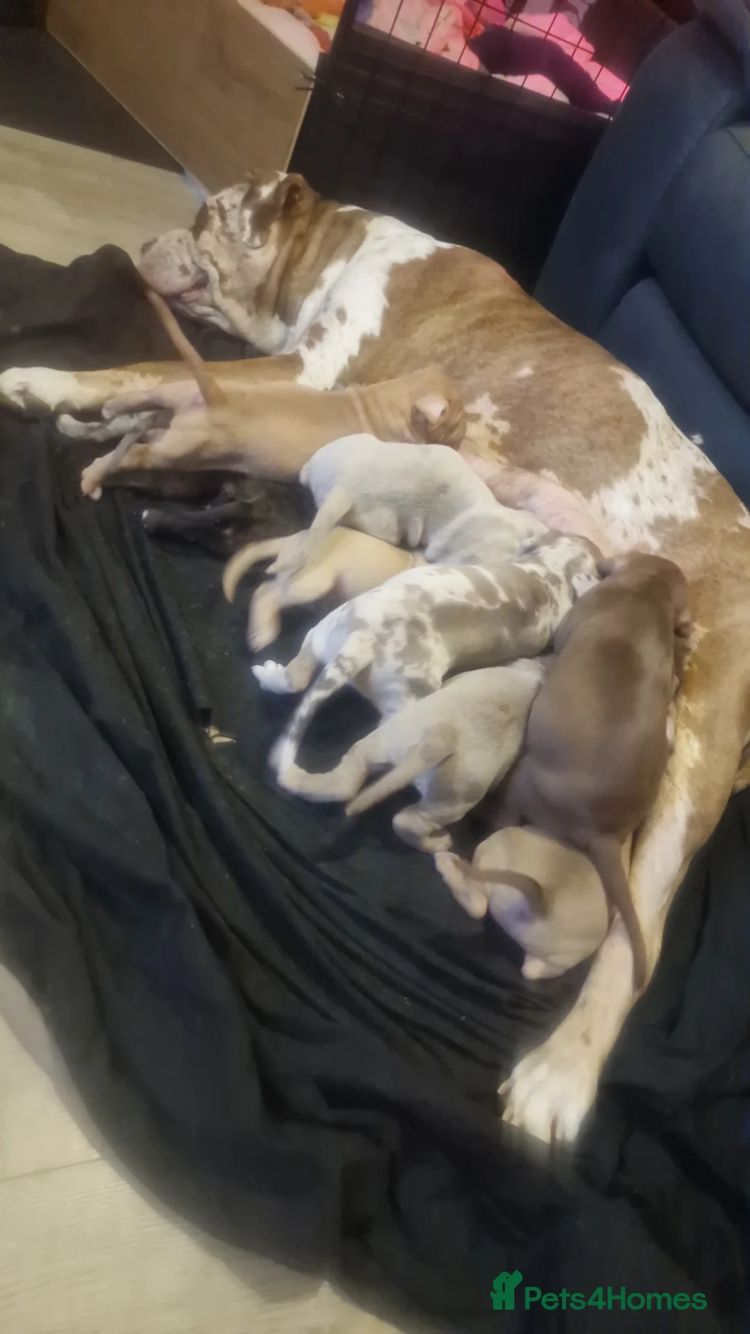 Mastiff dogs for sale: Mastiff Puppies {Merle} - Advert 2