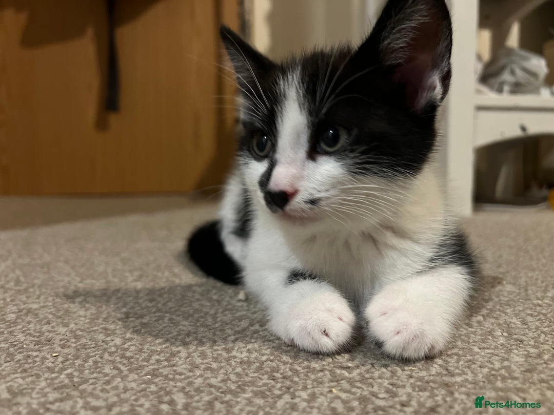 Domestic Shorthair cats for sale: 3 Handsome kittens black+white  - Image 6