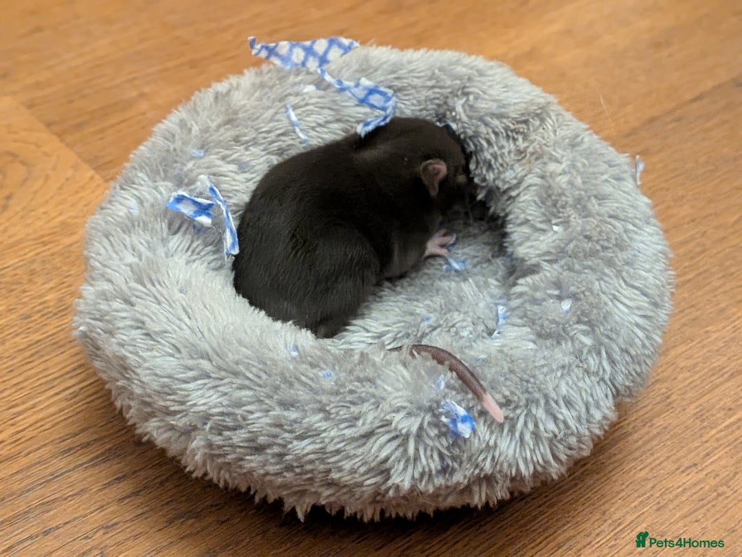 Rat rodents for sale: 4 male rats  - Image 7