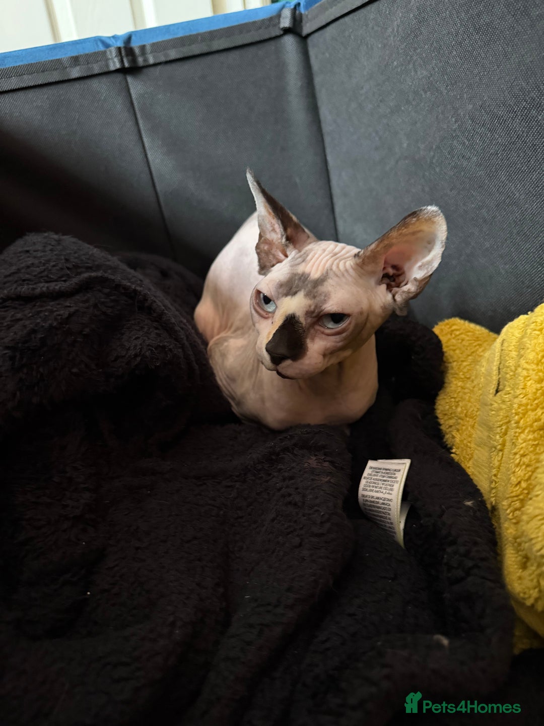 Sphynx cats for sale: Gorgeous white and blue sphynx female cat  - Image 4