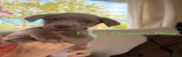 Labrador Retriever dogs for sale: Adorable KC (SILVER) labrador retriever puppies - Advert 4
