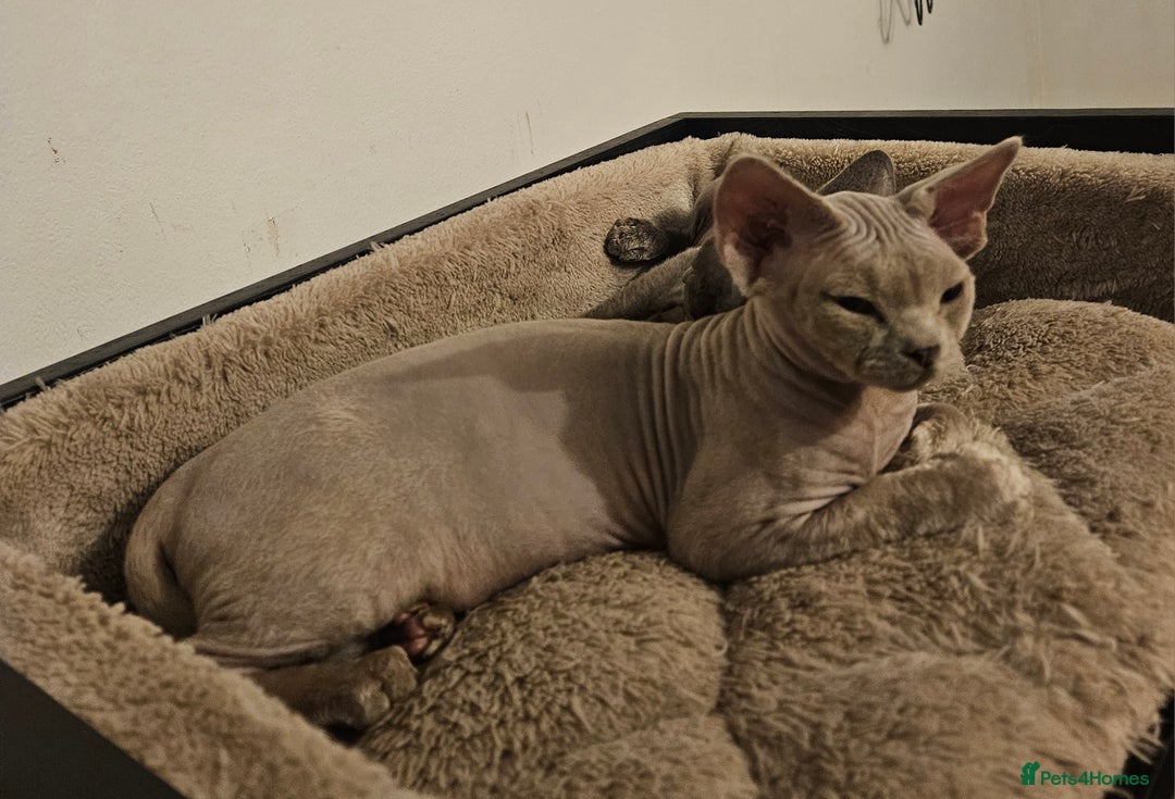 Devon Rex cats for sale: One Liliac boy available in Manchester - Image 2