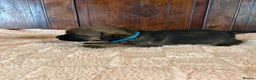 Border Terrier dogs for sale: KC Reg Border Terrier Puppies . - Advert 3
