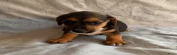Jack Russell dogs for sale: Miniature Jack Russell puppies  - Advert 13