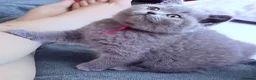 Brazilian Shorthair cats for sale: Adorable British Shorthair Kittens – - Advert 7