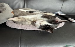 Mixed Breed cats for sale: Playful Loving Kittens for Their New Forever Home - Image 2