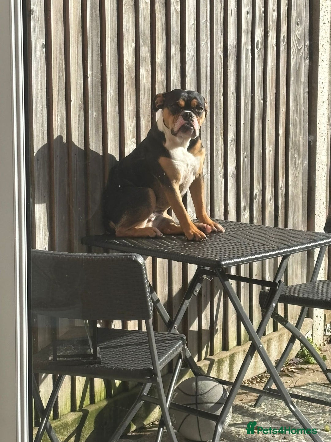 Olde English Bulldogge dogs for sale: Sophie old English bulldog - Advert 2