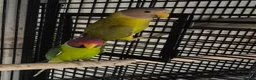 Parakeets birds for sale: Finches canarys parakeets parrots  - Advert 2
