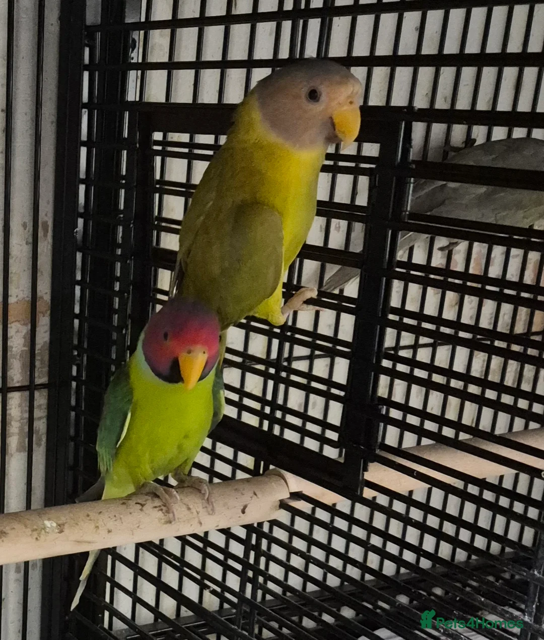 Parakeets birds for sale: Finches canarys parakeets parrots  - Advert 2