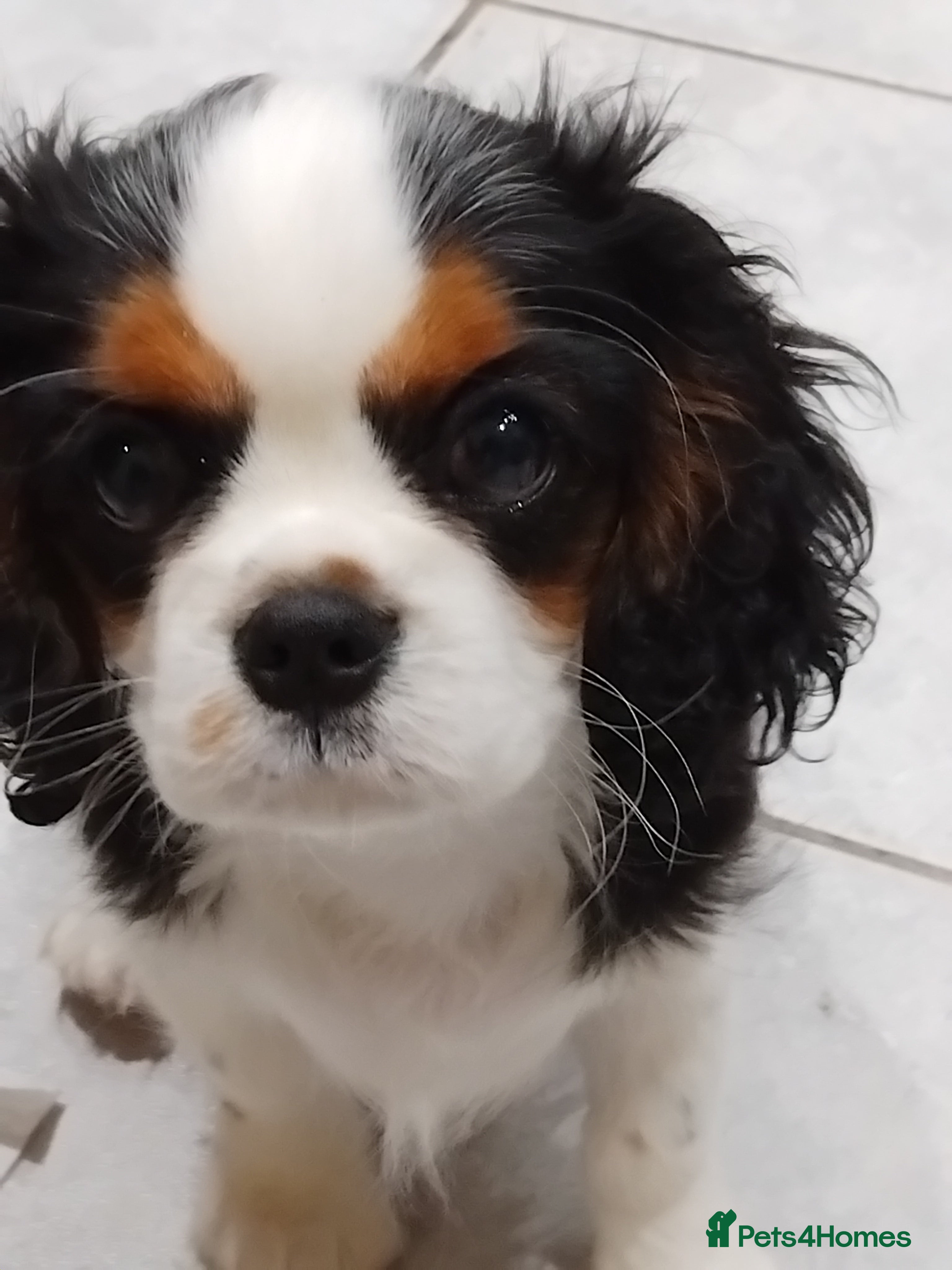Cavalier King Charles Spaniel dogs Pedigree Cavalier King Charles GIRL - Advert 1