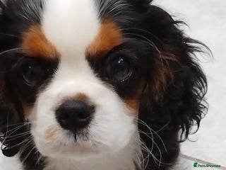 Cavalier King Charles Spaniel dogs Pedigree Cavalier King Charles GIRL - Advert 1