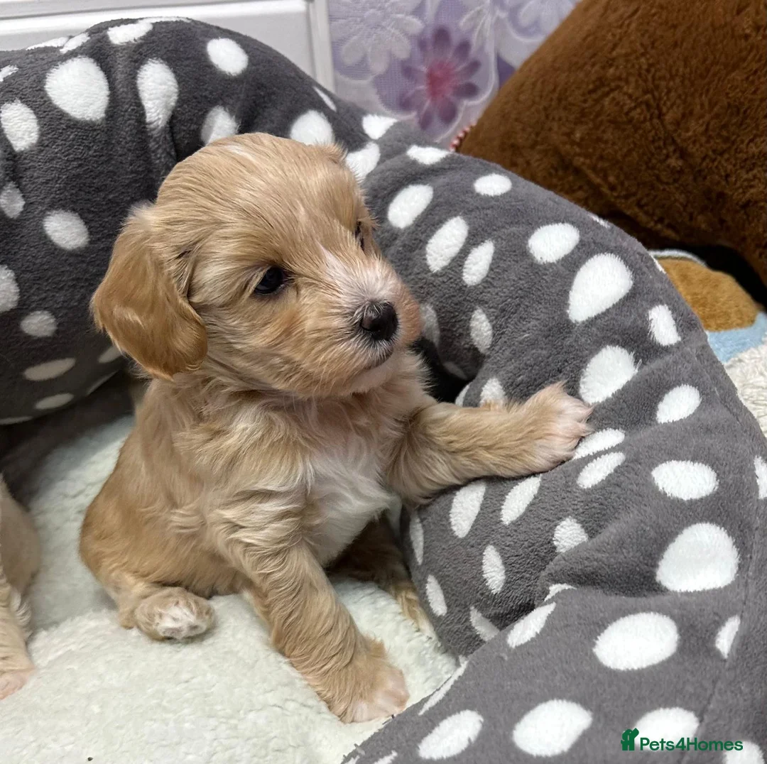 Maltipoo dogs for sale: Adorable maltipoos puppies  - Advert 7