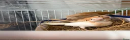 Finches birds for sale: finches - Advert 3