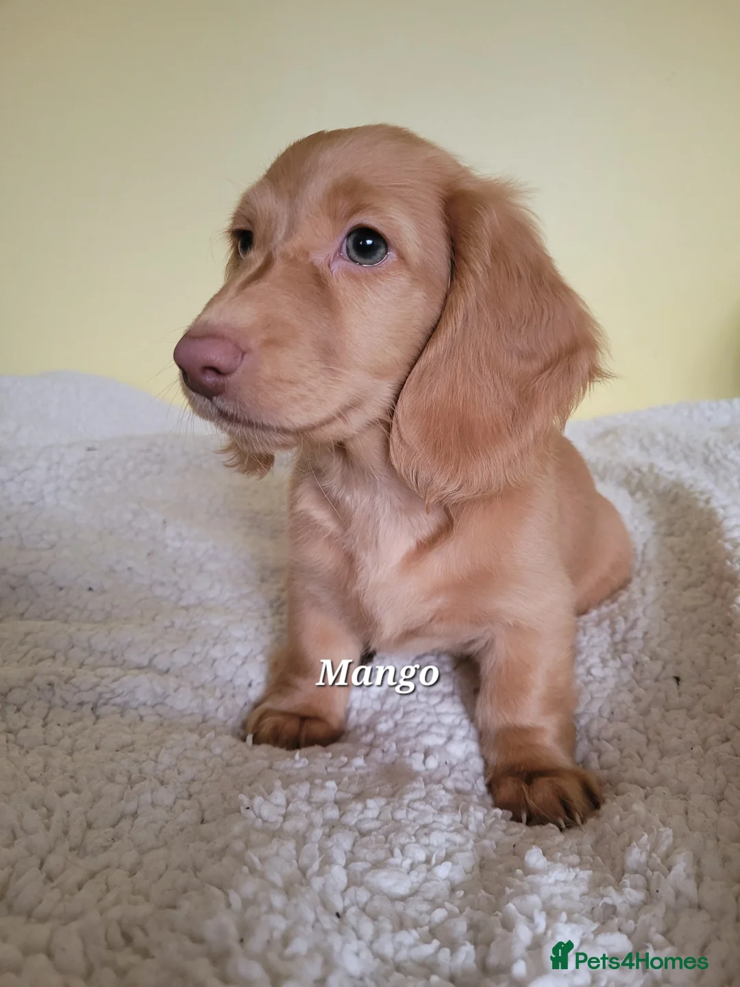Dachshund dogs for sale: Long Haired KC Miniature Dachshund(LAST BOY) - Advert 11