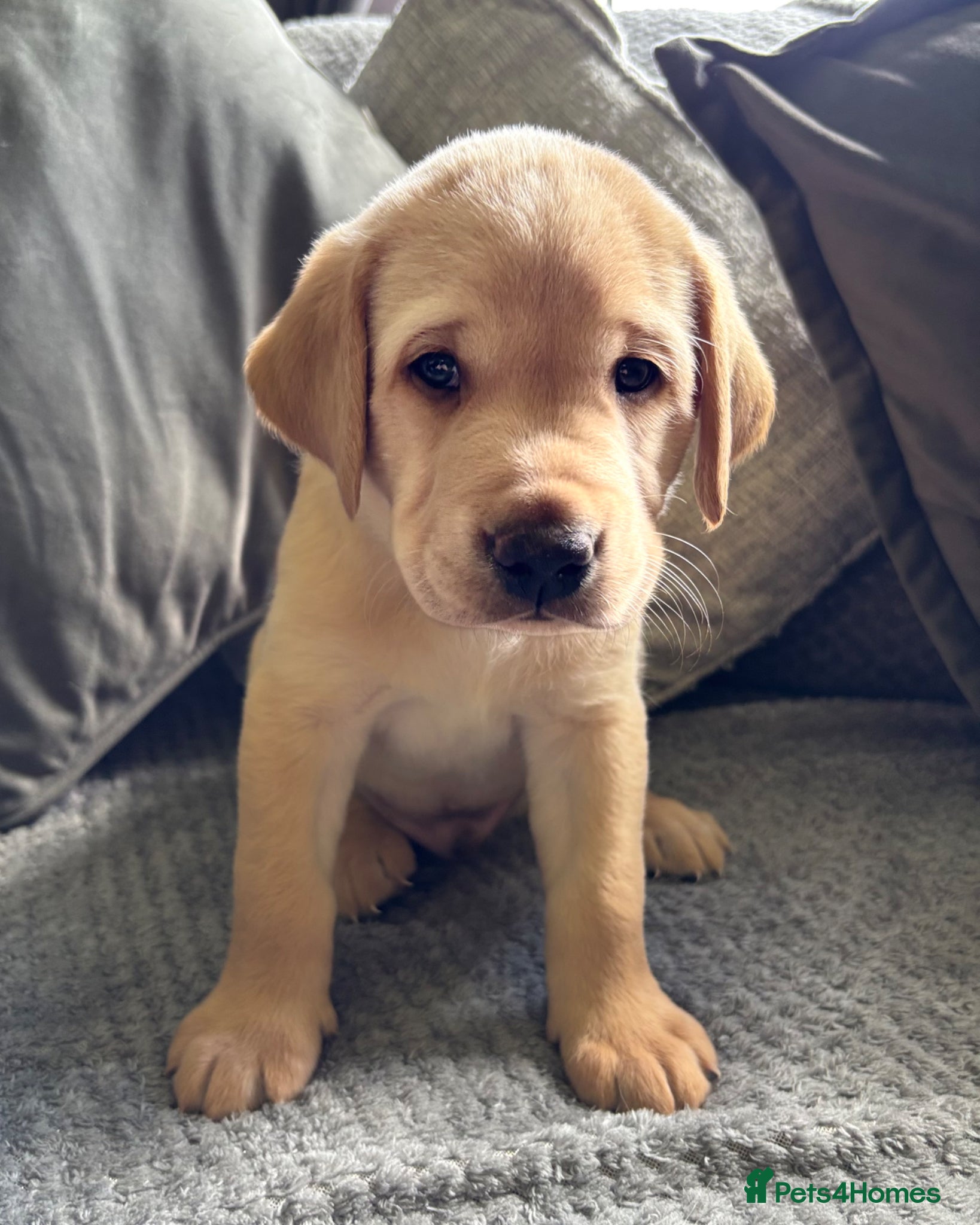 Labrador Retriever dogs Beautiful KC Registered Labrador Puppies - Advert 2