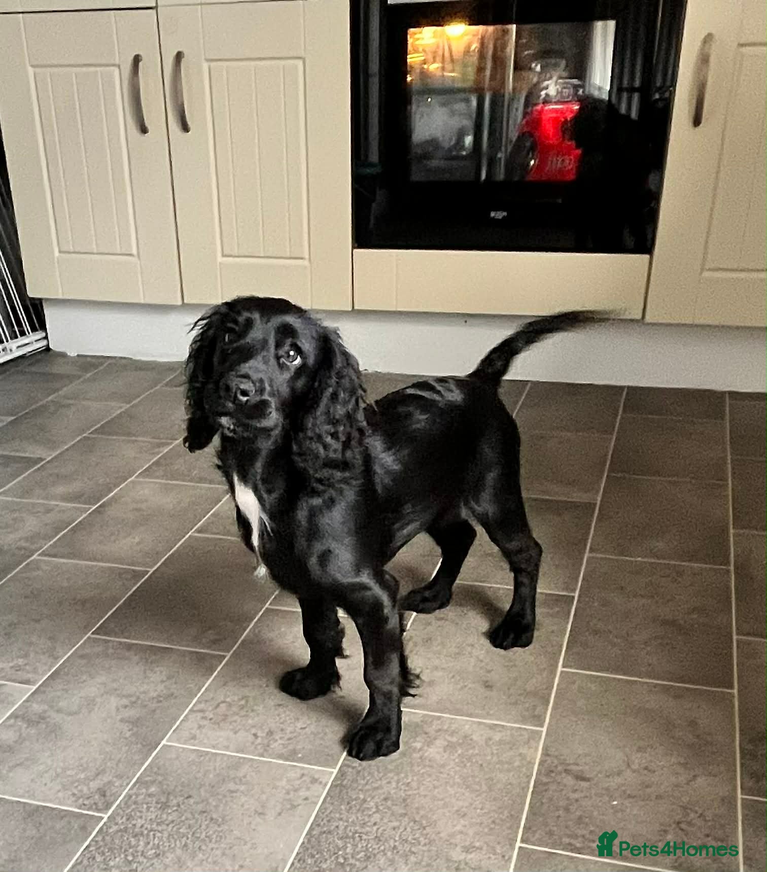 Cocker Spaniel dogs 5-Month-Old Female Cocker Spaniel Puppy  - Advert 1