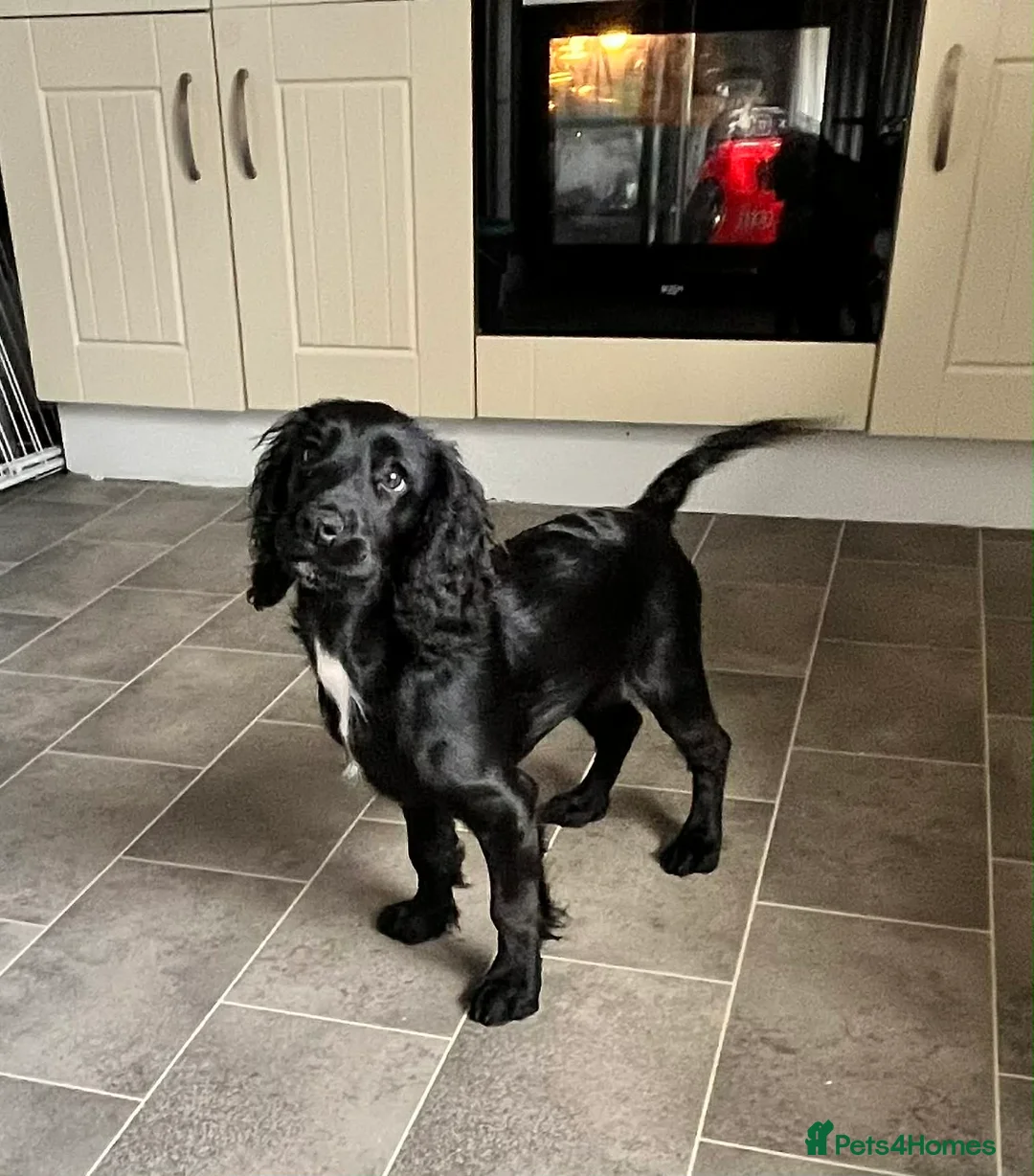 Cocker Spaniel dogs for sale: 5-Month-Old Female Cocker Spaniel Puppy  - Advert 1