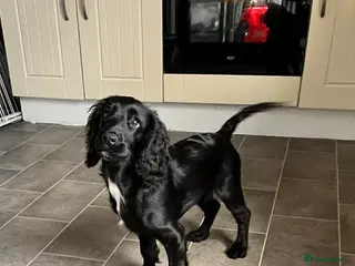 Cocker Spaniel dogs 5-Month-Old Female Cocker Spaniel Puppy - Advert 1