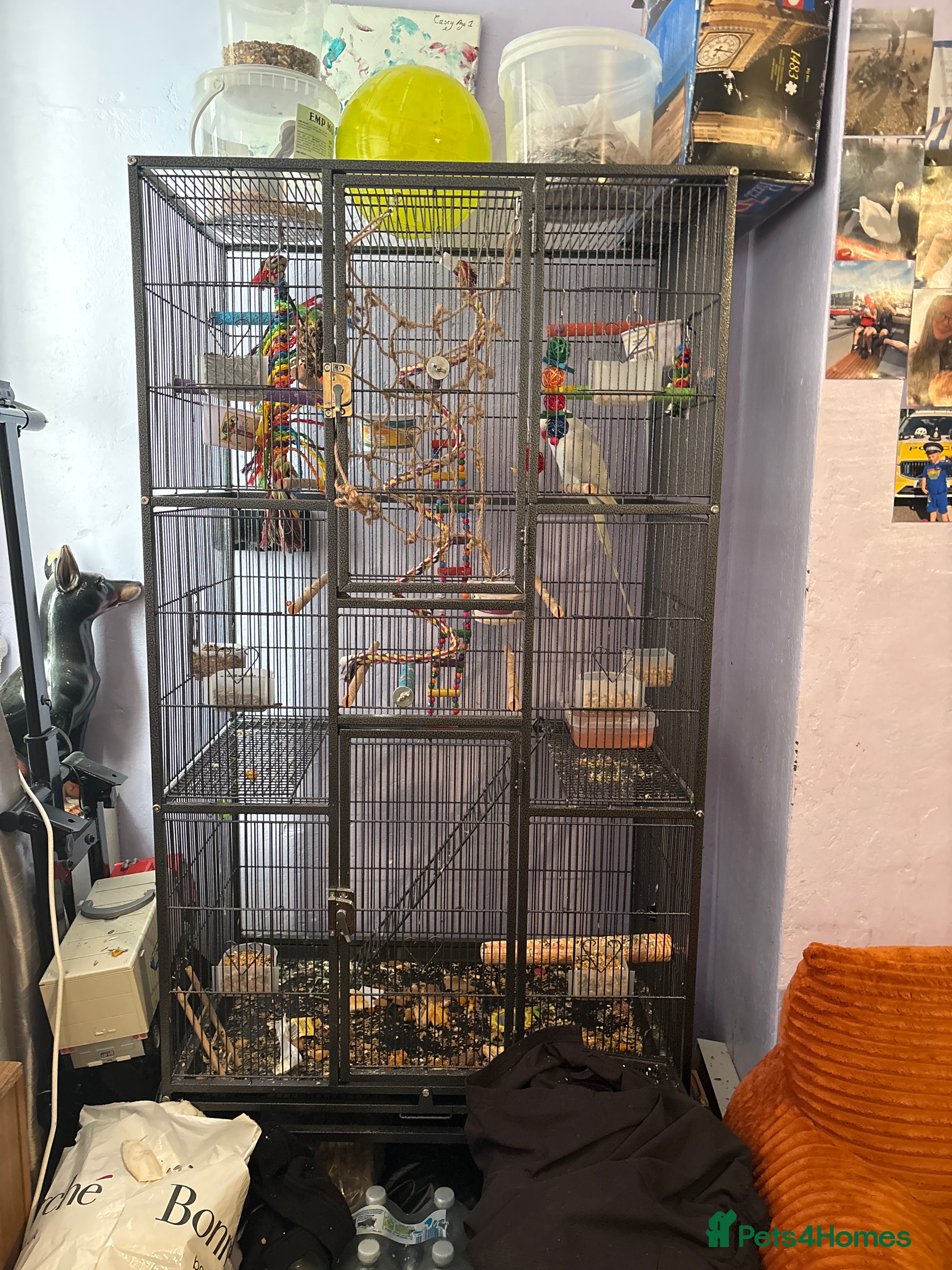 Ringnecks birds Indian ring neck parot  - Advert 5