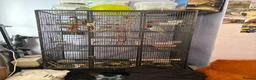 Ringnecks birds for sale: Indian ring neck parot  - Advert 2
