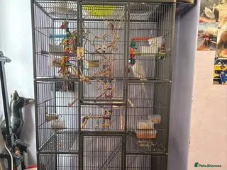 Ringnecks birds Indian ring neck parot - Advert 5