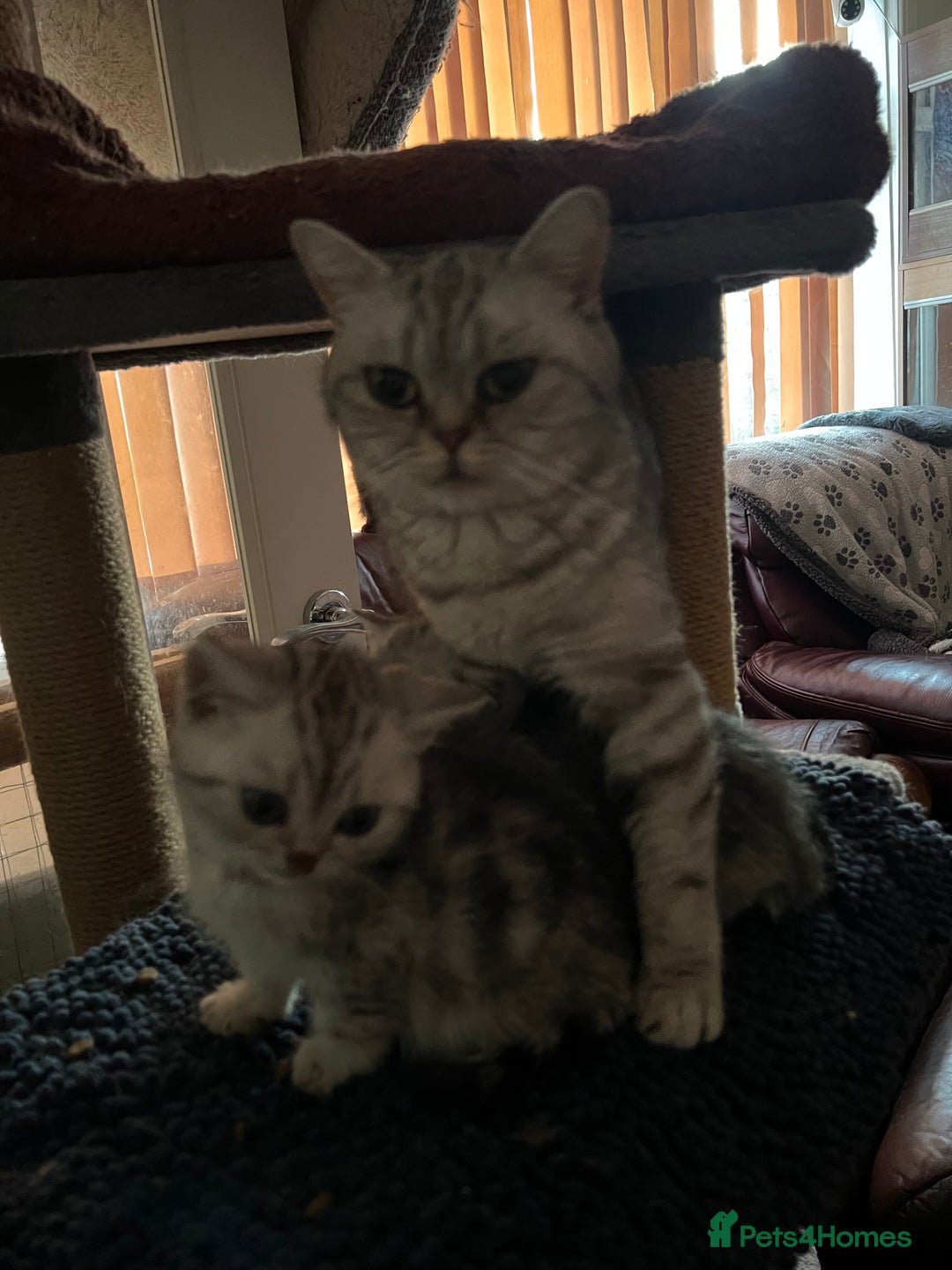 British Shorthair cats for sale: Silver British shorthair kittens  - Advert 2