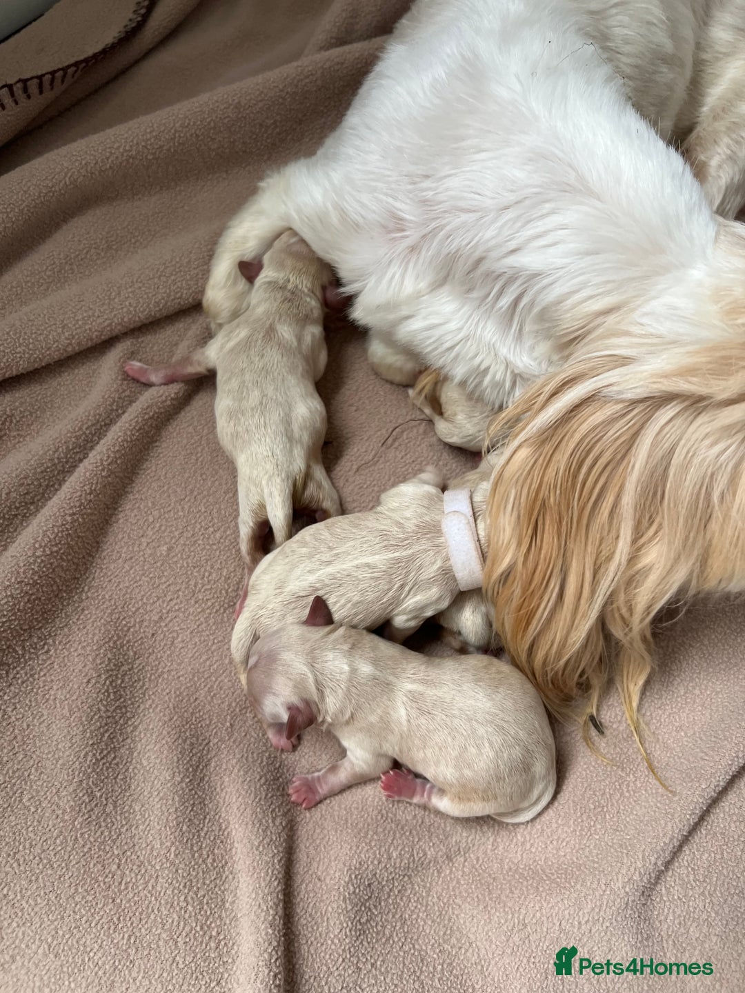 Shihpoo dogs for sale: Shihpoo puppies looking for homes - Image 2