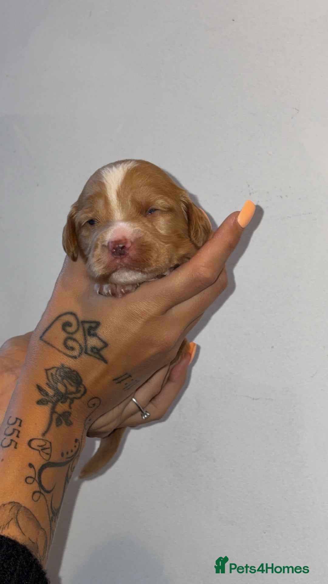 Sprocker dogs for sale: Beautiful Sprocker puppies - Image 13