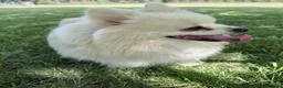 Pomeranian dogs for adoption: 🐾 PEARL – Female Pomeranian 🐾 - Advert 4