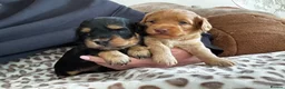 Doxiepoo dogs for sale: Doxiepoo puppies fully health tested parents  - Advert 2
