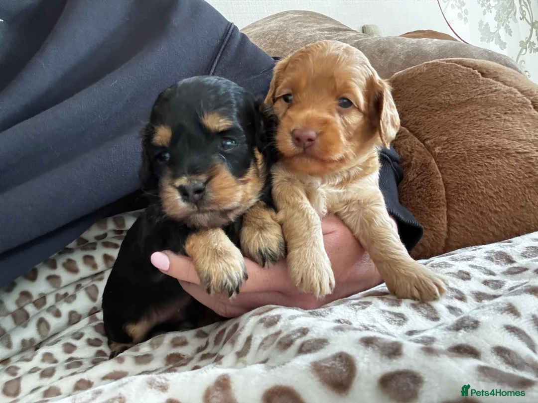 Doxiepoo dogs for sale: Doxiepoo puppies fully health tested parents  - Advert 2