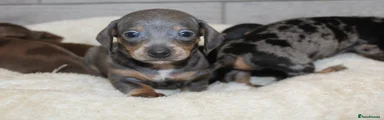 Miniature Dachshund Puppy 6