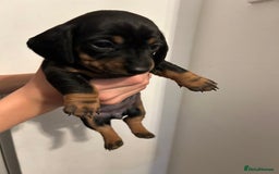 Dachshund dogs for sale: 5 stunning Dachshund puppies - Image 20
