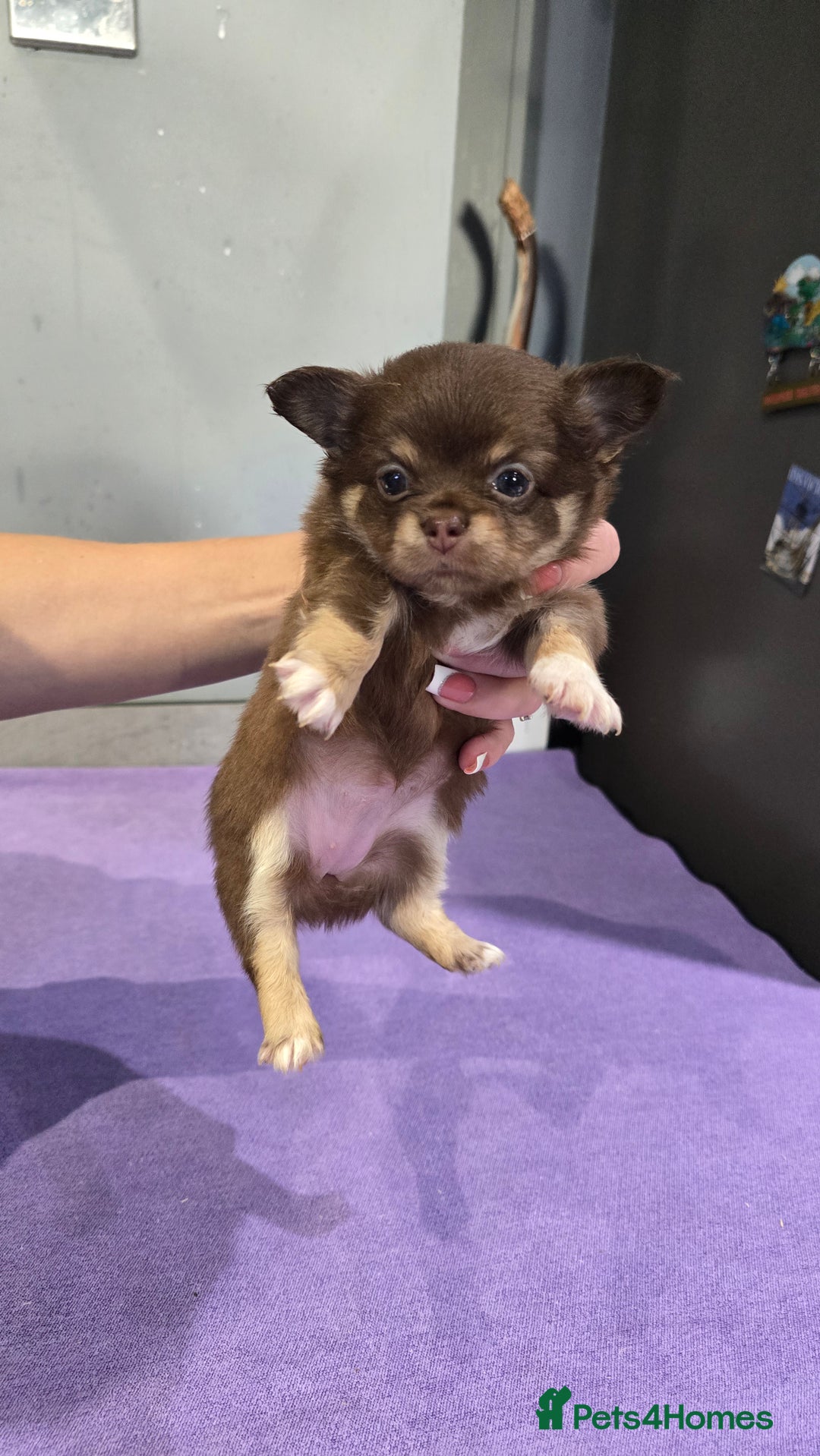 Chihuahua dogs for sale: Chihuahua puppies Russian ancestry with perfect bo - Advert 5