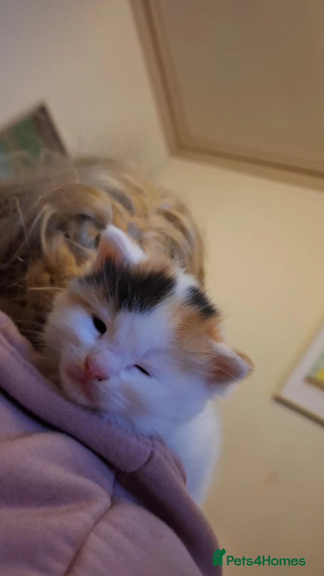 Mixed Breed cats for sale: Beautiful super fluffy mixed breed kittens - Advert 6