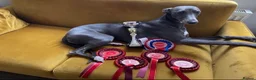 Whippet dogs for sale: Beautiful Whippet Puppies  - Advert 2