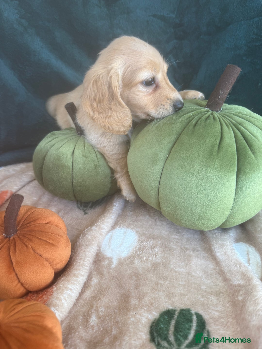 Miniature Dachshund dogs for sale: English cream miniature dachshunds  - Image 18