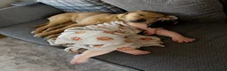 Labrador Retriever dogs for sale: golden labrador - 7 months old - Advert 6