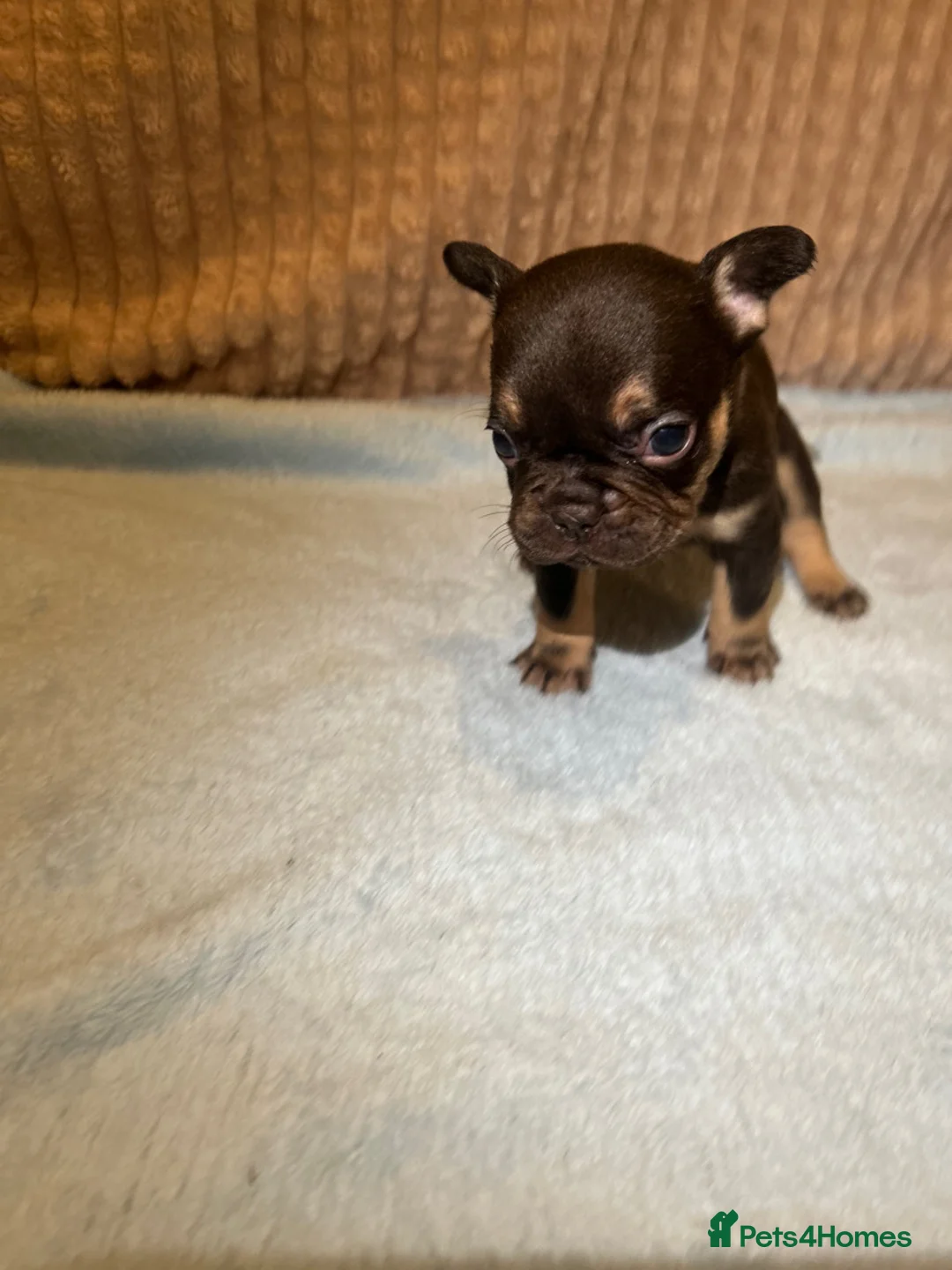 French Bulldog dogs for sale: French bulldog puppies fluffie carriers  - Advert 11