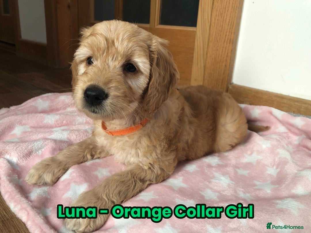 Goldendoodle dogs for sale: F1 Miniature Goldendoodle's 100% DNA Health-Tested - Advert 2