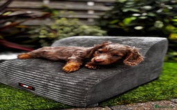 Miniature Dachshund dogs for sale: 💗 READY TO LEAVE - K.C MINIATURE DACHSHUND 💗 - Image 12